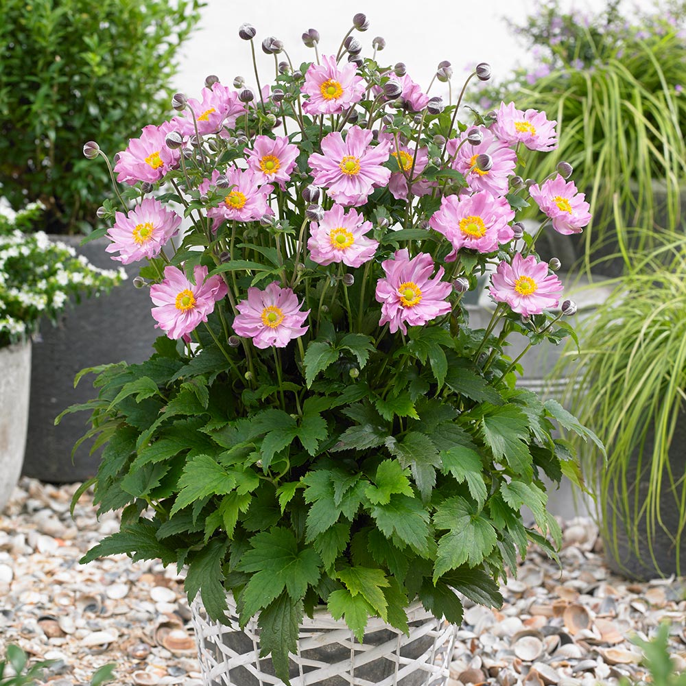 Anemone hupehensis 'Fantasy Pocahontas'